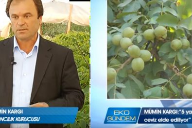 ceviz-fidani-tv-roportaj